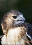 Florida;Southeast-USA;Red-tailed-Hawk;Hawk;Buteo-jamaicensis;one-animal;close-up